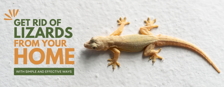 Get Rid of Lizards from Home with Simple and Effective Ways